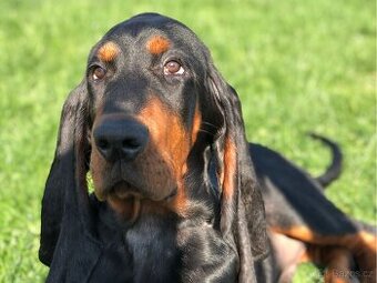 Black and Tan Coonhound - pes s PP
