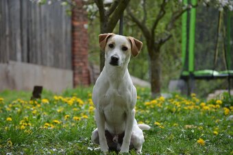 Dánsko Švédský farmářský pes