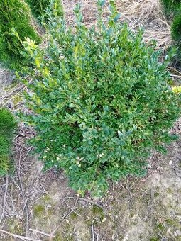 buxus