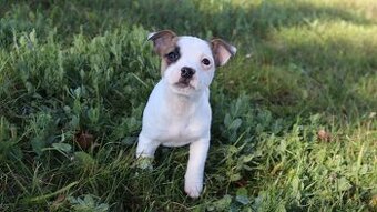 Jack Russell teriér