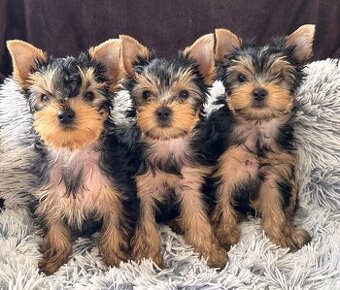 Jorkšírský teriér s PP