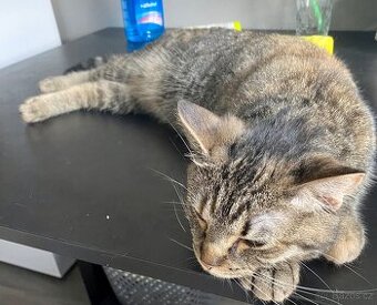 Mourovatá kočka k adopci – 2 roky