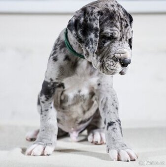 Německá doga - štěňata s PP FCI