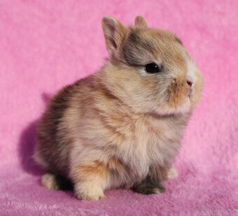 Zakrslý krátkouchý králíček , malinká samička .