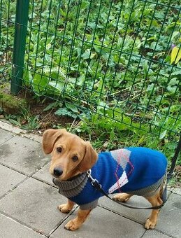 Kříženec jezevčíka 5 měsíců - 1