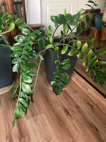 Pokojové rostliny - zamiolukas