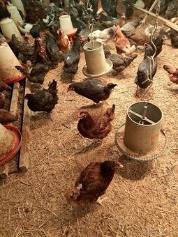 Kuřice před snaškou