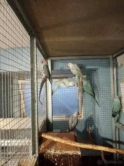 Alexandr malý - 11ks