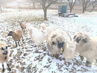 BIO kůzlata , kozičky