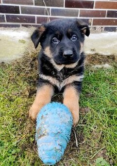 Německý ovčák - štěňata s PP - 1