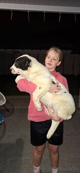 Středoasijsky pastevecky pes