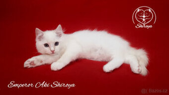 Koťata ragdoll s PP