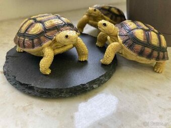 Realistická Želva čtyřprstá