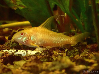 Pancéřníček skvrnitý albín