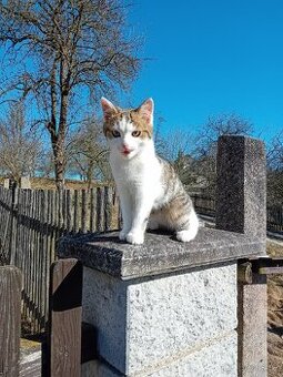 Daruji koťátka zdarma.