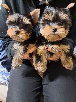 Jorkširsky teriér yorkširsky teriér