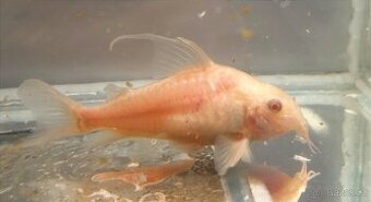 Prodám pancéřníčky Corydoras paleatus albín