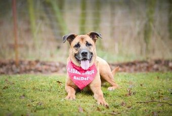 Sebastian - velký temperamentní pes,  7 let