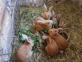 Prodej živých králíků na maso nebo do chovu.