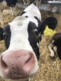 Obsluha krmného vozu - řidič traktoru, nakladače, Svrkyně