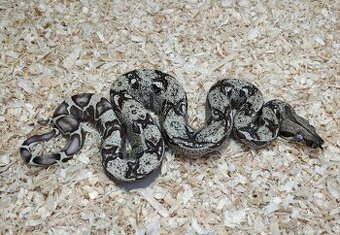 Boa imperator - Scoria Paradigm, IMG Arctic, IMG Paradigm - 1