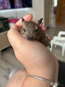 Osmak degu