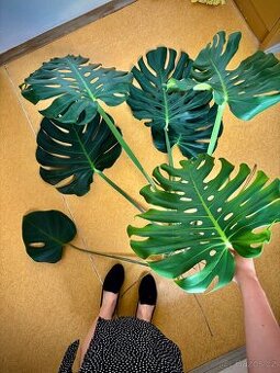 Monstera Deliciosa - pokojová rostlina