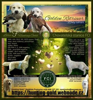 Zlatý retrívr s PP / Golden retriever