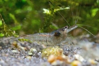 Malawa Shrimp