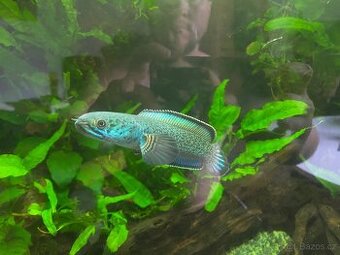 channa aristonei ( Red mosaic)