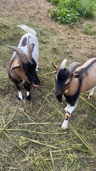 Holandská zakrslá koza, Holandska mini koza