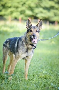 REX - energický 6ti letý kříženec ovčáka