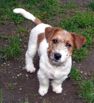 Jack Russell teriér – 4,5měsíční pejsek s PP k odběru