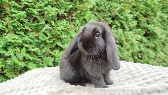 Zakrslý beránek, králíček, králík - JIMMY