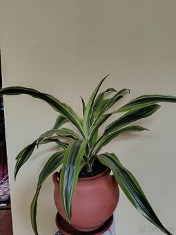 Dracena Fragrance Lime