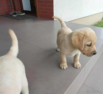 labradorský retrívr štěňata