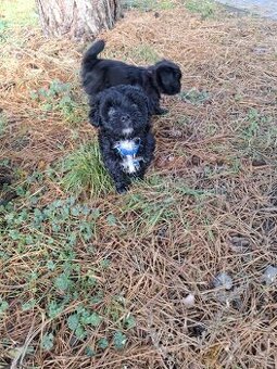 Jorkšírský teriér biewer bez pp