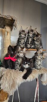 Mainska mývalí  koťátka