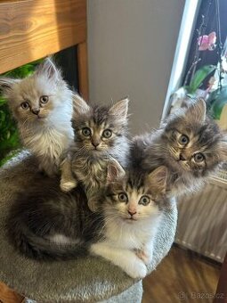 Koťata britská dlouhosrstá