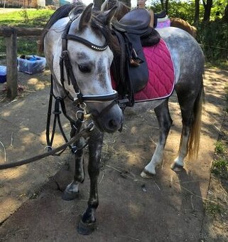 ✨Vzácná šance – volní do pronájmu Laksy & Izza ✨