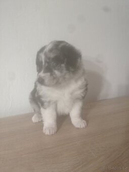 border kolie blue merle