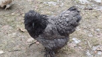 Hedvábnička slepička