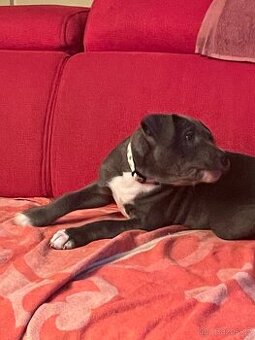 Americký stafordšírský teriér