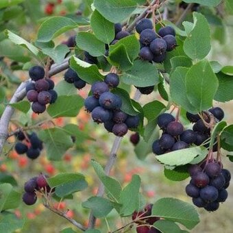 Muchovník, indiánská borůvka, Amelanchier