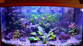 Pestřenec červený