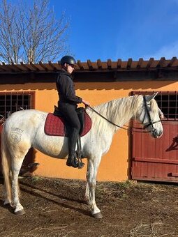 Dakotka andaluská klisna