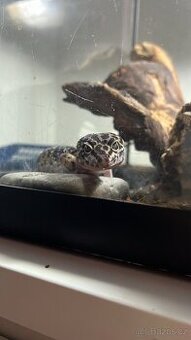 Gekončik noční +terarium