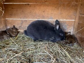 Králíci,králík - Samice s mláďaty