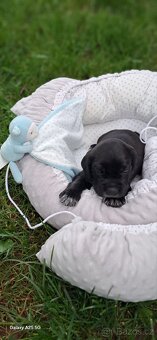 Kříženci boxer / křepelák mame plochý čumák