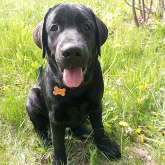 Štěně labradorského retrívra - 1